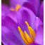 Crocus 2025 2 - Close-Up Photography
