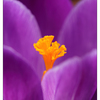 Crocus 2025 1 - Close-Up Photography