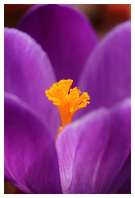 Crocus 2025 1 Close-Up Photography