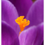 Crocus 2025 1 - Close-Up Photography