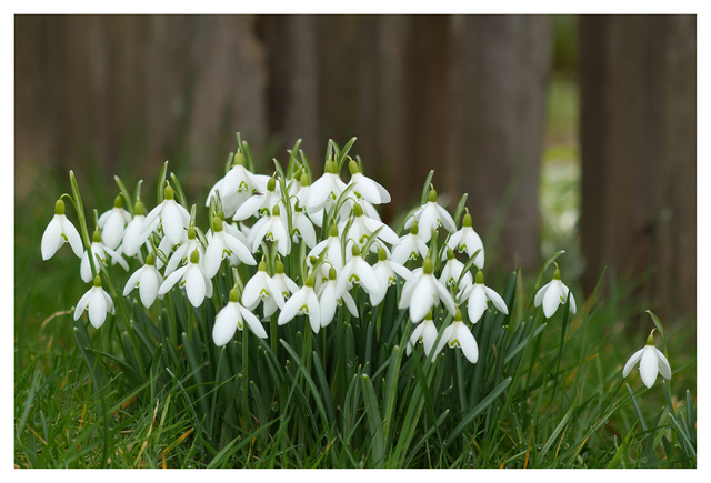Winter flowers 2025 1 Close-Up Photography