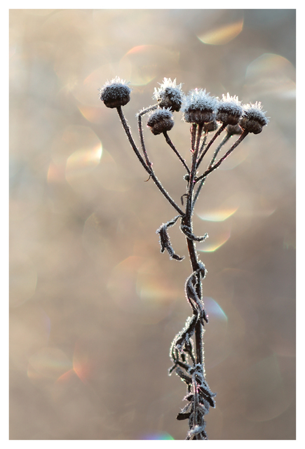 Frost 2025 1 Close-Up Photography