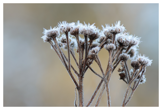Frost 2025 2 Close-Up Photography