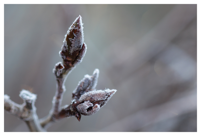 Frost 2025 4 Close-Up Photography