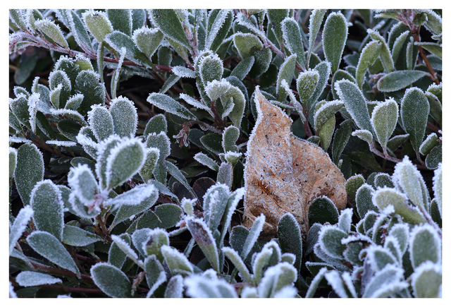 Frost 2025 3 Close-Up Photography