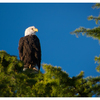 Eagle 2025 10 - Wildlife