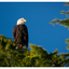 Eagle 2025 10 - Wildlife