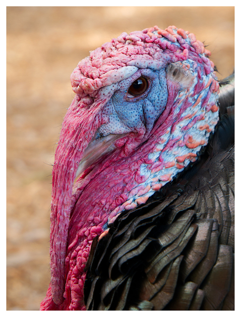 Tommy the Turkey 2025 6 Vancouver Island