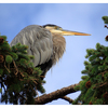 Heron 2025 5 - Wildlife