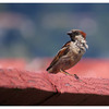 House Sparrow 2025 1 - Wildlife