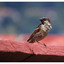 House Sparrow 2025 1 - Wildlife