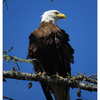 Eagle 2025 9 - Wildlife