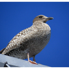 Herring Gull 2025 1 - Wildlife
