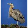 Heron 2025 1 - Wildlife