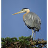Heron 2025 3 - Wildlife