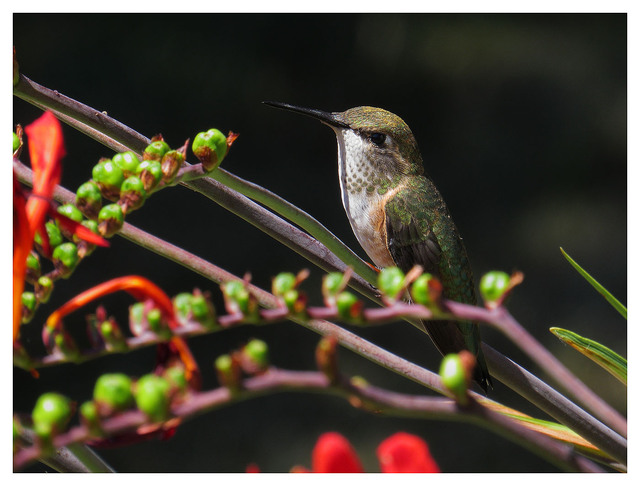 Calliope Hummingbird 2025 7 Wildlife