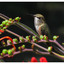 Calliope Hummingbird 2025 7 - Wildlife