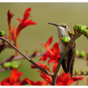 Calliope Hummingbird 2025 3 - Wildlife