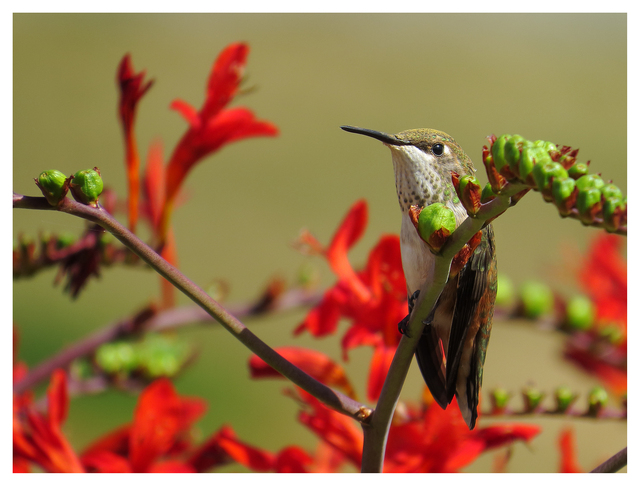 Calliope Hummingbird 2025 3 Wildlife
