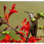 Calliope Hummingbird 2025 3 - Wildlife