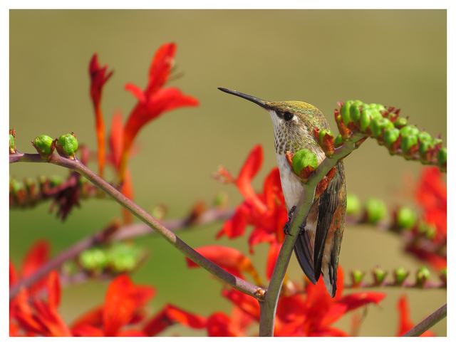 Calliope Hummingbird 2025 5 Wildlife