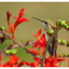 Calliope Hummingbird 2025 5 - Wildlife