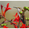 Calliope Hummingbird 2025 4 - Wildlife