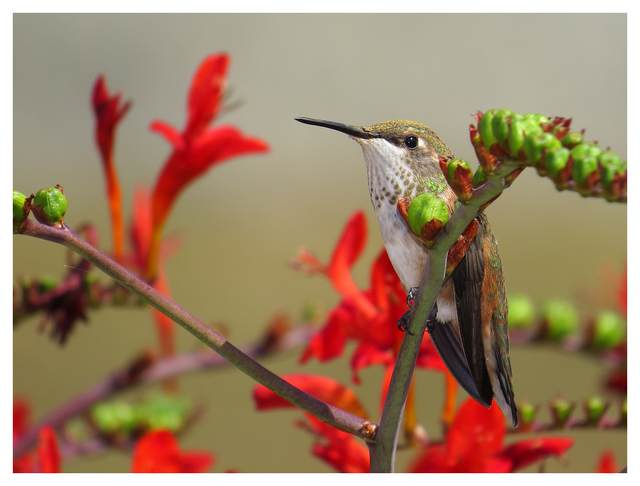 Calliope Hummingbird 2025 4 Wildlife