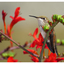 Calliope Hummingbird 2025 4 - Wildlife
