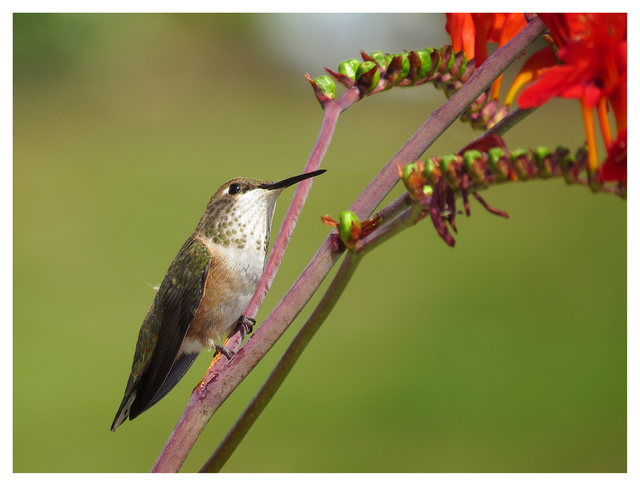 Calliope Hummingbird 2025 2 Wildlife