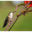 Calliope Hummingbird 2025 2 - Wildlife