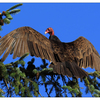 Turkey Vulture 2025 2 - Wildlife
