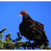 Turkey Vulture 2025 3 - Wildlife