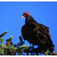 Turkey Vulture 2025 3 - Wildlife