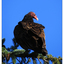 Turkey Vulture 2025 6 - Wildlife