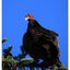 Turkey Vulture 2025 5 - Wildlife
