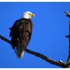 Eagle 2025 7 - Wildlife