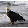 Eagle 2025 5 - Wildlife