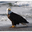 Eagle 2025 5 - Wildlife