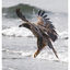 Eagle 2025 4 - Wildlife