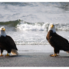 Eagles 2025 1 - Wildlife