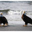 Eagles 2025 1 - Wildlife