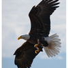 Eagle 2025 2 - Wildlife