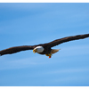Eagle 2025 1 - Wildlife