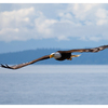 Eagle 2025 3 - Wildlife