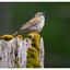 Chipping Sparrow 2025 1 - Wildlife