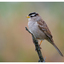 White Crowned Sparrow 2025 2 - Wildlife