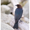 Brown headed Cowbird 2025 3 - Wildlife