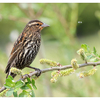 Red Winged Blackbird 2025 5 - Wildlife