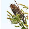 Red Winged Blackbird 2025 4 - Wildlife